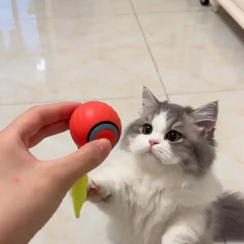 Novacat 2.0-Jouet interactif pour chat